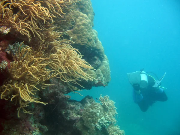 Grande barrière de corail, Australie — Photo