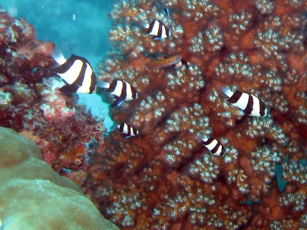 Gran Barrera de Coral, Australia — Foto de Stock