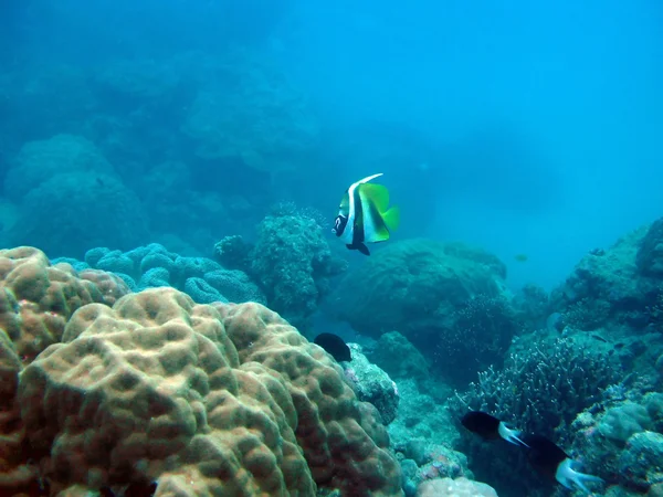 Grande barrière de corail, Australie — Photo