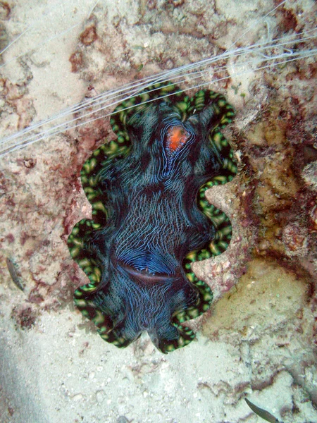 伟大的堡礁澳大利亚 — 图库照片