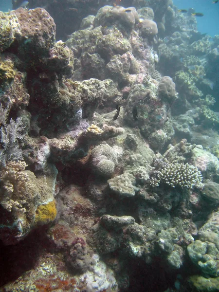 Gran Barrera de Coral, Australia — Foto de Stock