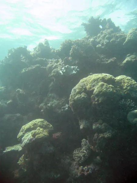 Great Barrier Reef, Australia — Stock Photo, Image