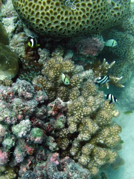Grande barrière de corail, Australie — Photo