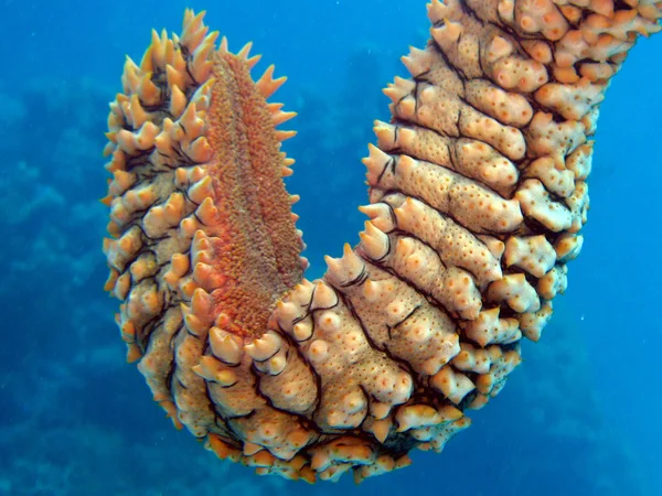 Great Barrier Reef, Australia — Stock Photo, Image