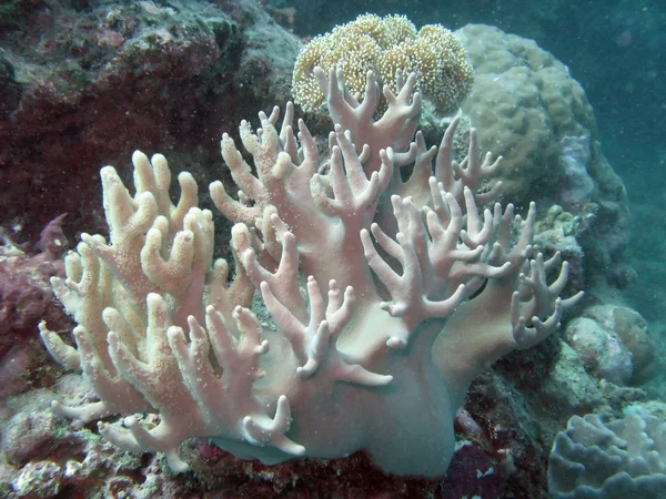 Wielka rafa koralowa, Wielka Brytania — Zdjęcie stockowe
