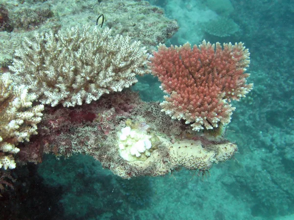 伟大的堡礁澳大利亚 — 图库照片