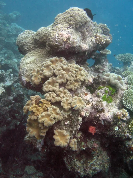 Great Barrier Reef, Australien — Stockfoto