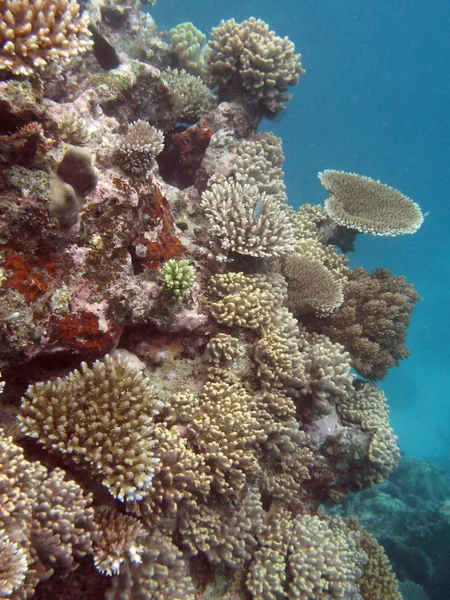 Great barrier reef, Australië — Stockfoto