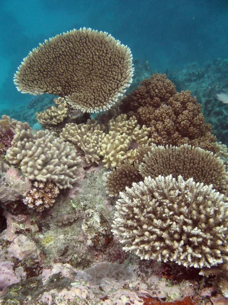 Gran Barrera de Coral, Australia — Foto de Stock