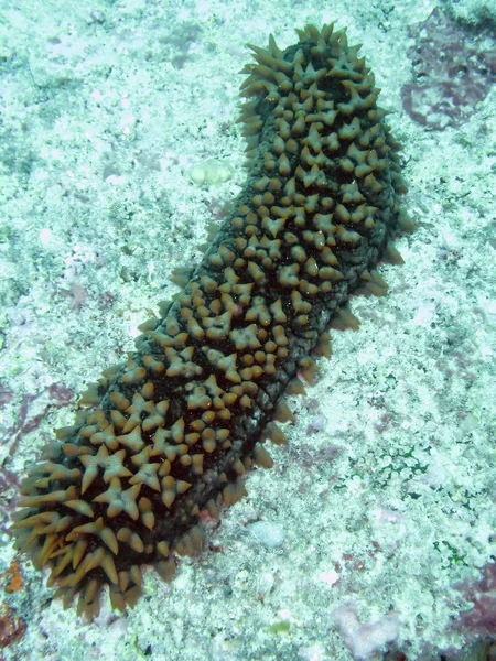 Great barrier reef, Australië — Stockfoto