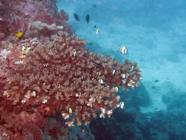 Büyük Set Resifi, Avustralya — Stok fotoğraf