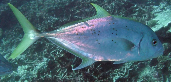 Gran Barrera de Coral, Australia — Foto de Stock