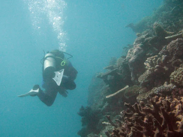 Grande barriera corallina, Australia — Foto Stock
