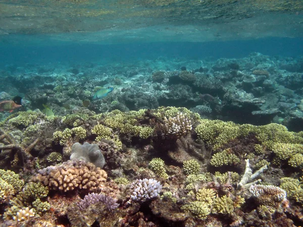 Great barrier reef, Australië — Stockfoto