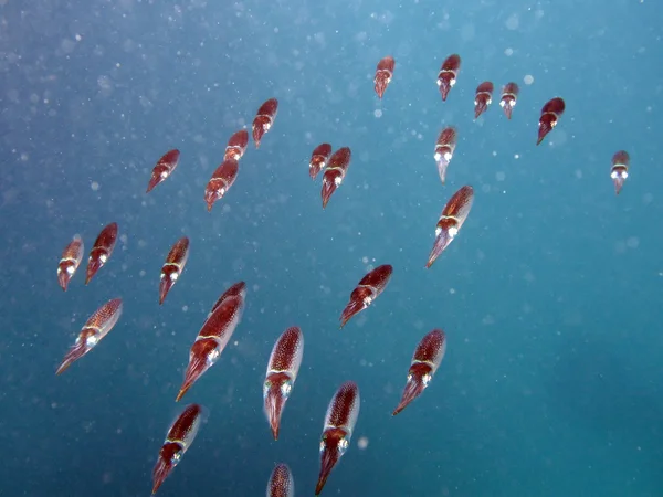 Gran Barrera de Coral, Australia — Foto de Stock