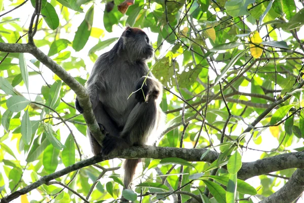 Red Colobus - Bigodi Wetlands - Uganda, Africa — Stock Photo, Image