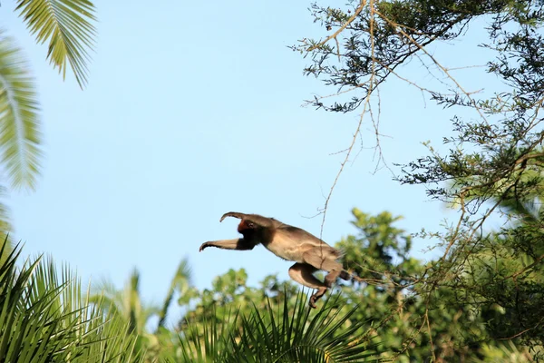 Kırmızı colobus - bigodi sulak - uganda, Afrika — Stok fotoğraf