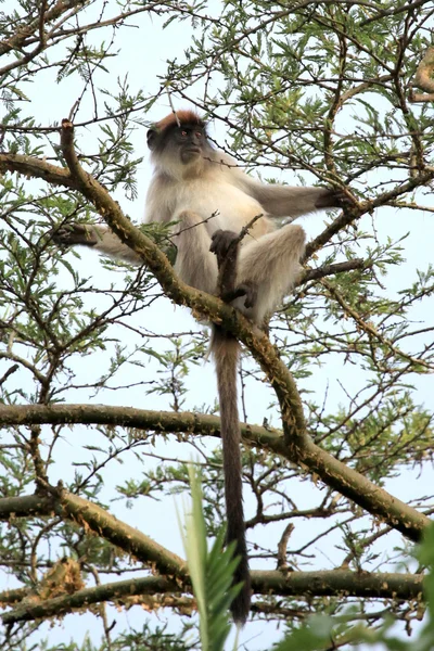 Červená colobus - bigodi mokřady - uganda, Afrika — Stock fotografie