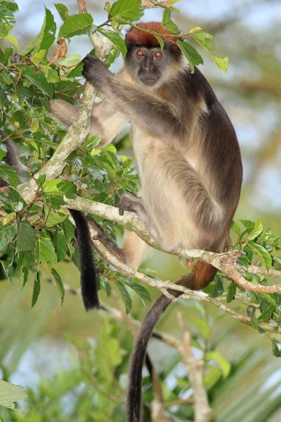 Κόκκινο colobus - bigodi υγροτόπων - Ουγκάντα, Αφρική — Φωτογραφία Αρχείου