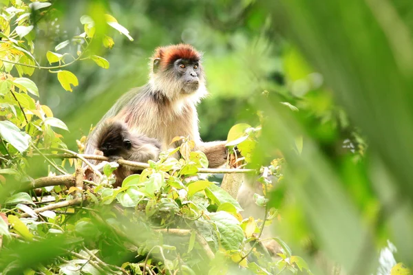 Red Colobus - Bigodi Wetlands - Uganda, Africa — Stock Photo, Image