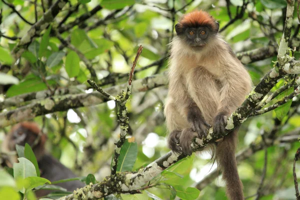 红疣猴-bigodi 湿地-乌干达、 非洲 — 图库照片