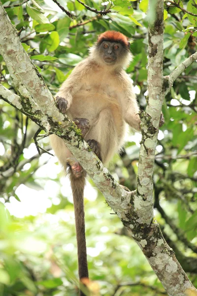 Red Colobus - Bigodi Wetlands - Uganda, Africa — Stock Photo, Image