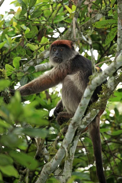 Red Colobus - Bigodi Wetlands - Uganda, África — Fotografia de Stock