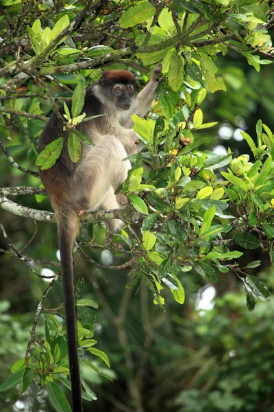 Roter colobus - bigodi feuchtgebiete - uganda, afrika — Stockfoto