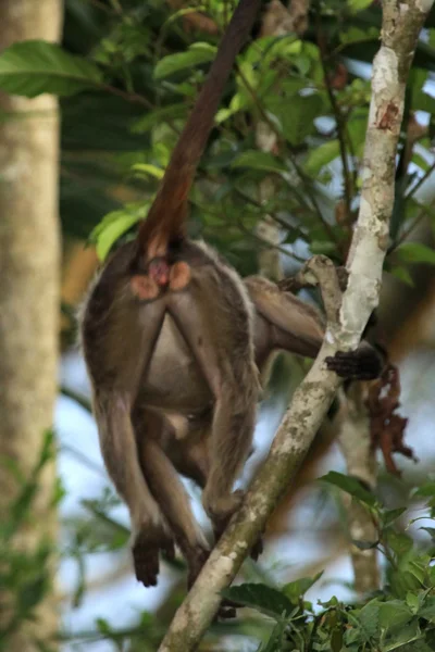 Barbone scimmia - bigodi zone umide - uganda, africa — Foto Stock