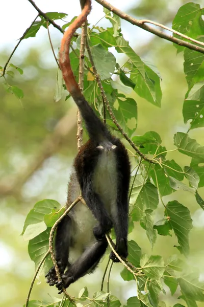 Małpa bum - bigodi bagna - uganda, Afryka — Zdjęcie stockowe