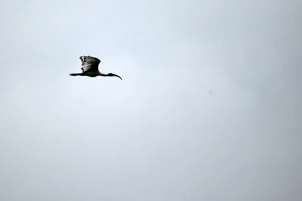 Sacred Ibis - Lago Opeta - Uganda, África —  Fotos de Stock