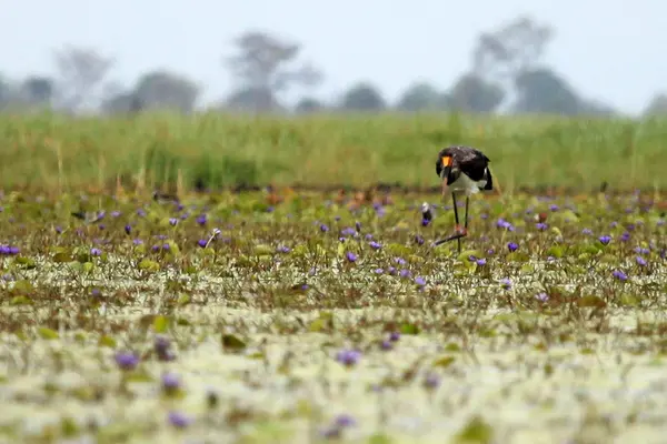 Sedlo účtováno čáp - jezero opeta - uganda, Afrika — Stock fotografie