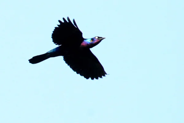 Prachtvolle starling - bigodi feuchtgebiete - uganda, afrika — Stockfoto