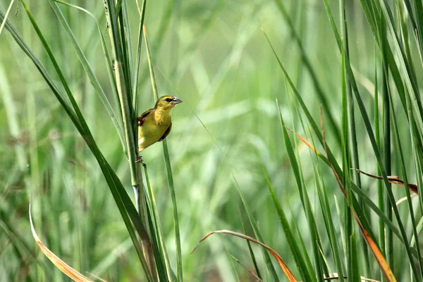 Violet Black Weaver - Bigodi Wetlands - Uganda, Africa — Stock Photo, Image