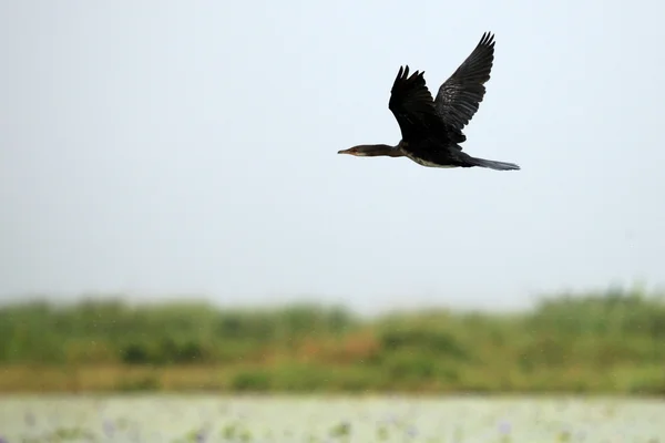 Cormorán de cola larga - Lago Opeta - Uganda, África —  Fotos de Stock