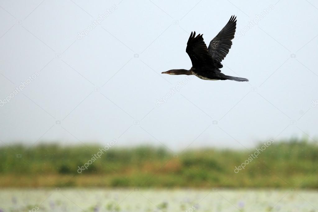 Long Tailed Cormorant - Lake Opeta - Uganda, Africa