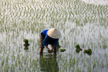 pirinç alan, vietnam