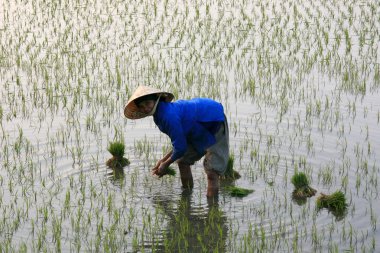 pirinç alan, vietnam