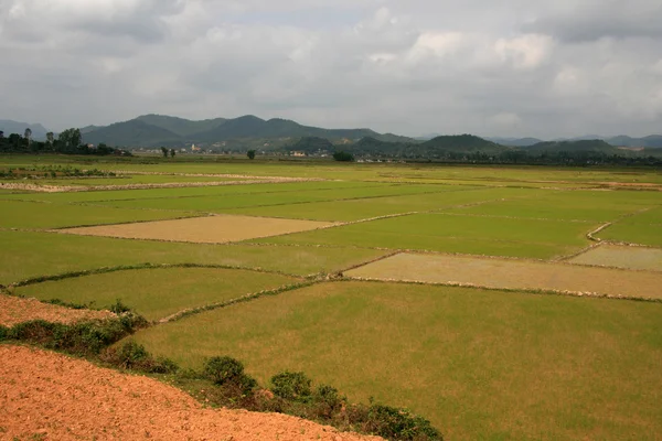 Risfält, vietnam — Stockfoto