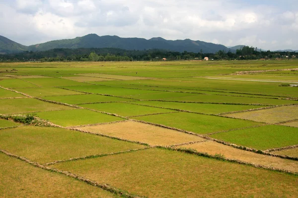 Campo de arroz, Vietname — Fotografia de Stock