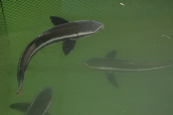 Cat Fish - Halong Bay (UNESCO), Vietnã — Fotografia de Stock