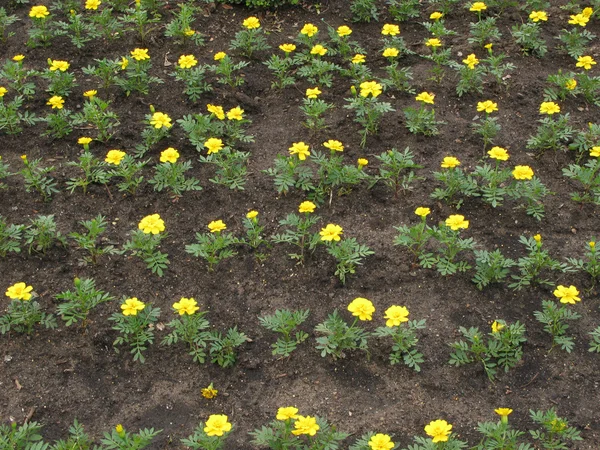 Bloemen in hyde park, sydney, Australië — Stockfoto