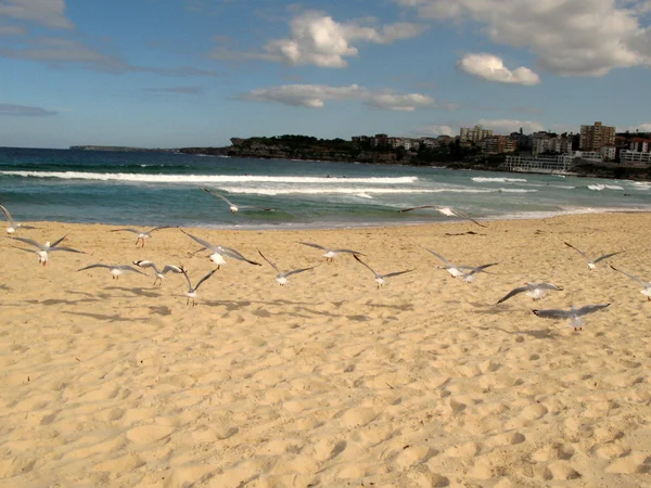 Bondi beach, sydney, Avustralya — Stok fotoğraf