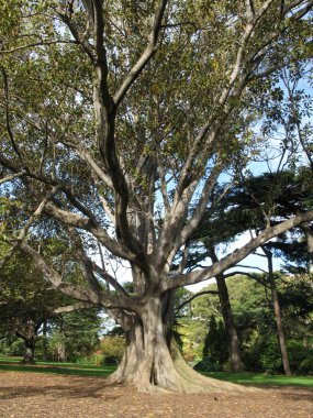 Fitzroy bahçeleri, melbourne, Avustralya