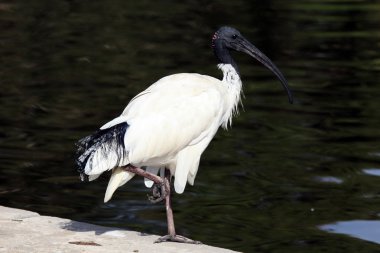 Beyaz Ibis - hyde park, sydney, Avustralya
