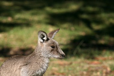gri kanguru, Avustralya