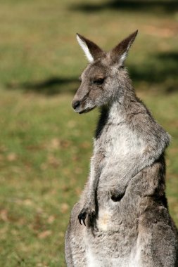 gri kanguru, Avustralya