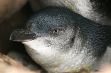 Peri penguen - st kilda, melbourne, Avustralya