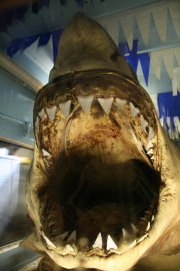 köpekbalıkları, Avustralya