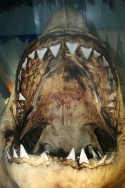 köpekbalıkları, Avustralya